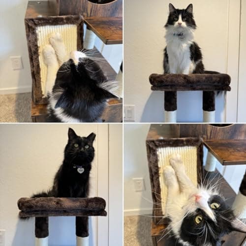 Modern Cat Tree with Litter Box Enclosure and Large Tower for Large Cats